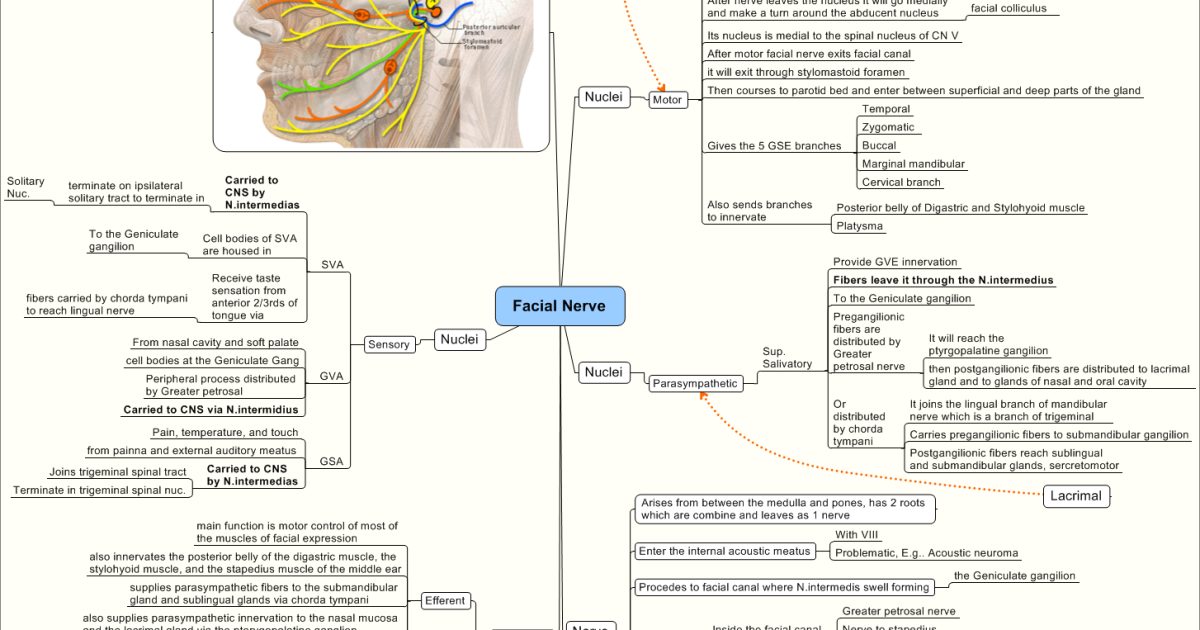 Bell's Palsy: China's 2022 Guideline on Facial Nerve Repair and Recovery