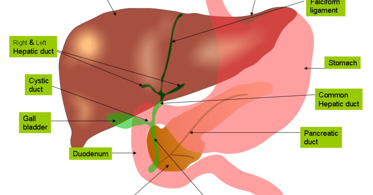 Drug-Induced Liver Injury: Primary Care Diagnosis and Management