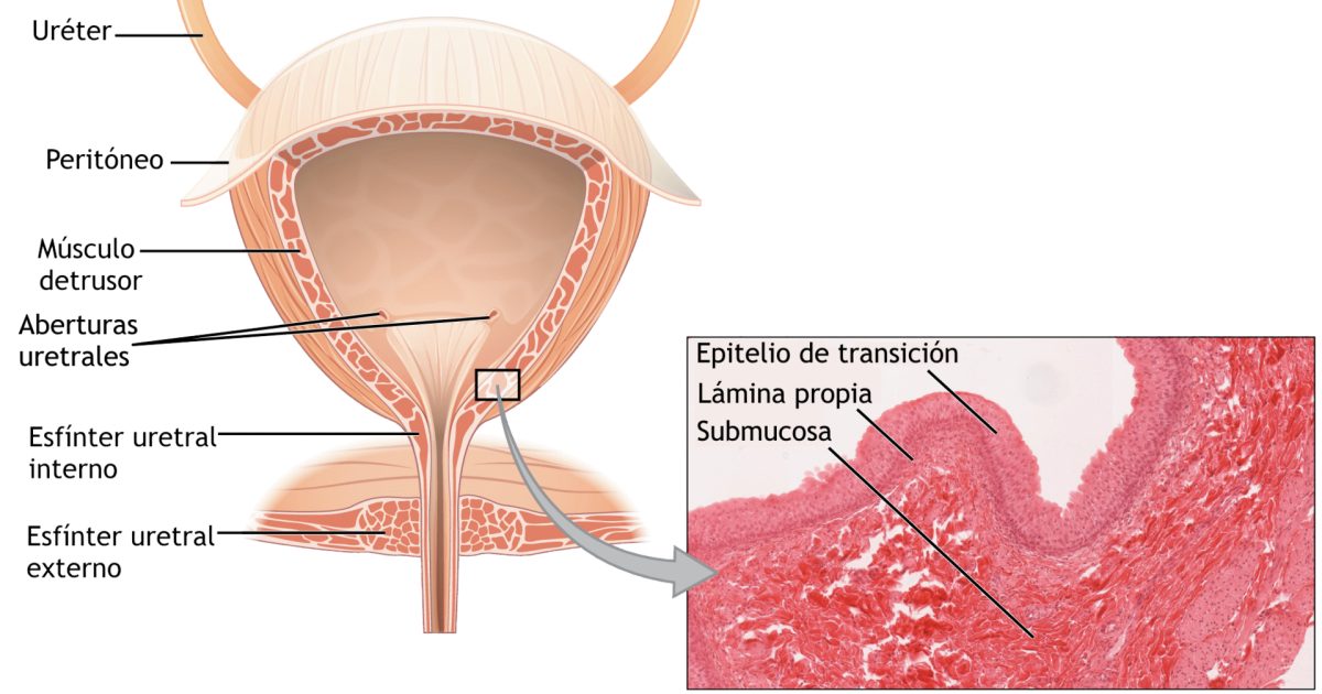 Neurogenic Bladder: Diagnosis, Treatment and Long-Term Follow-Up
