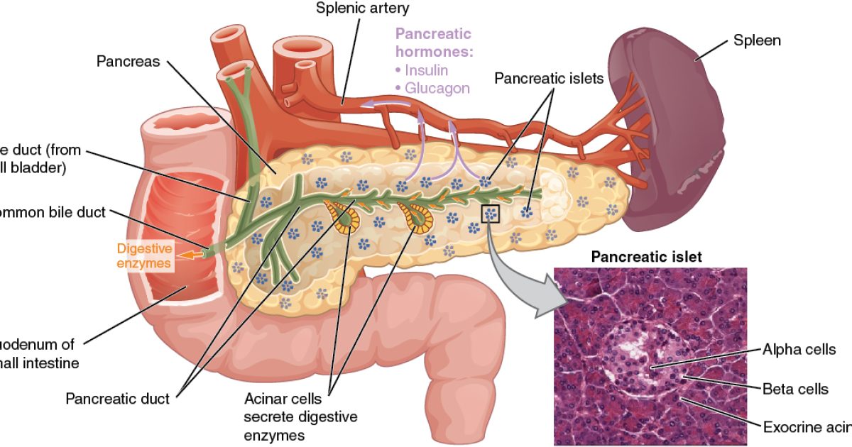 Pancreatic Cysts: China's 2022 Guideline on Diagnosis and Surveillance
